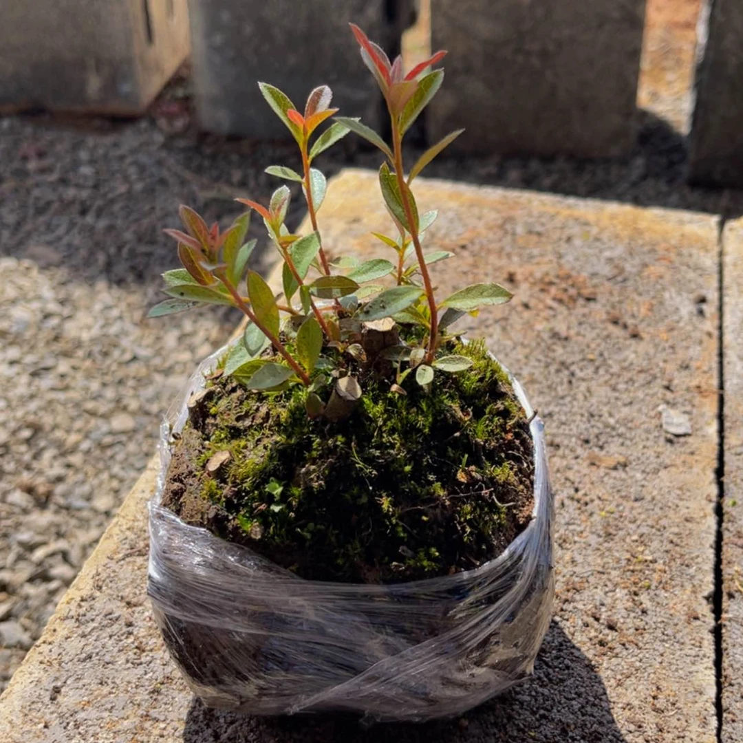 【闪购商品】完全开放