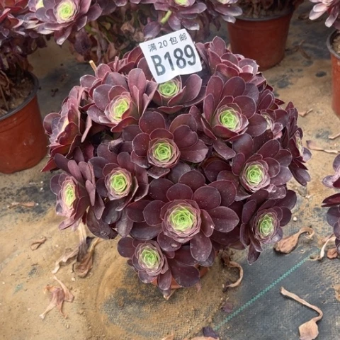 189枚金玫瑰不包断枝