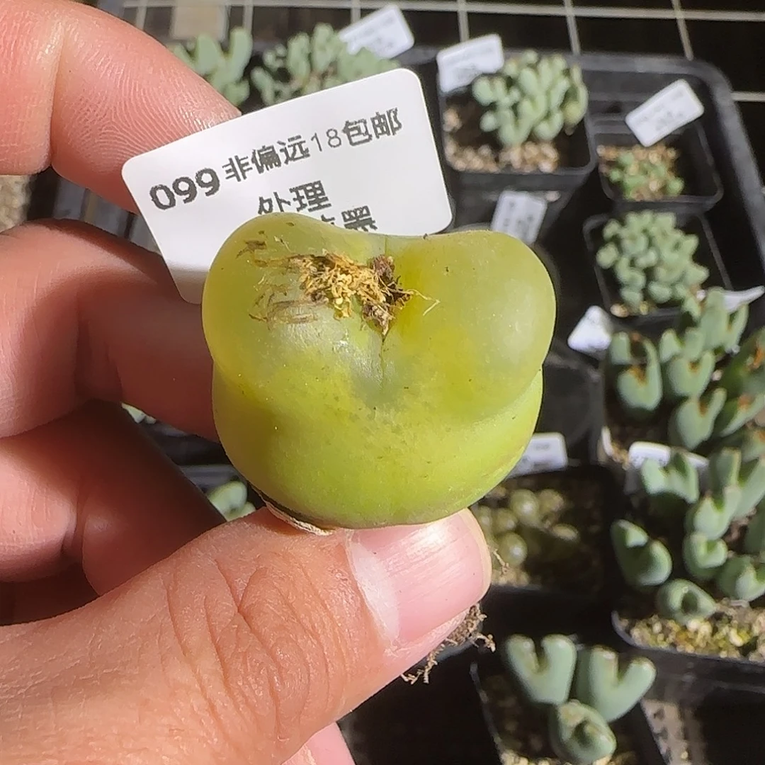 099号，3.1厘米大墩墩，18包邮