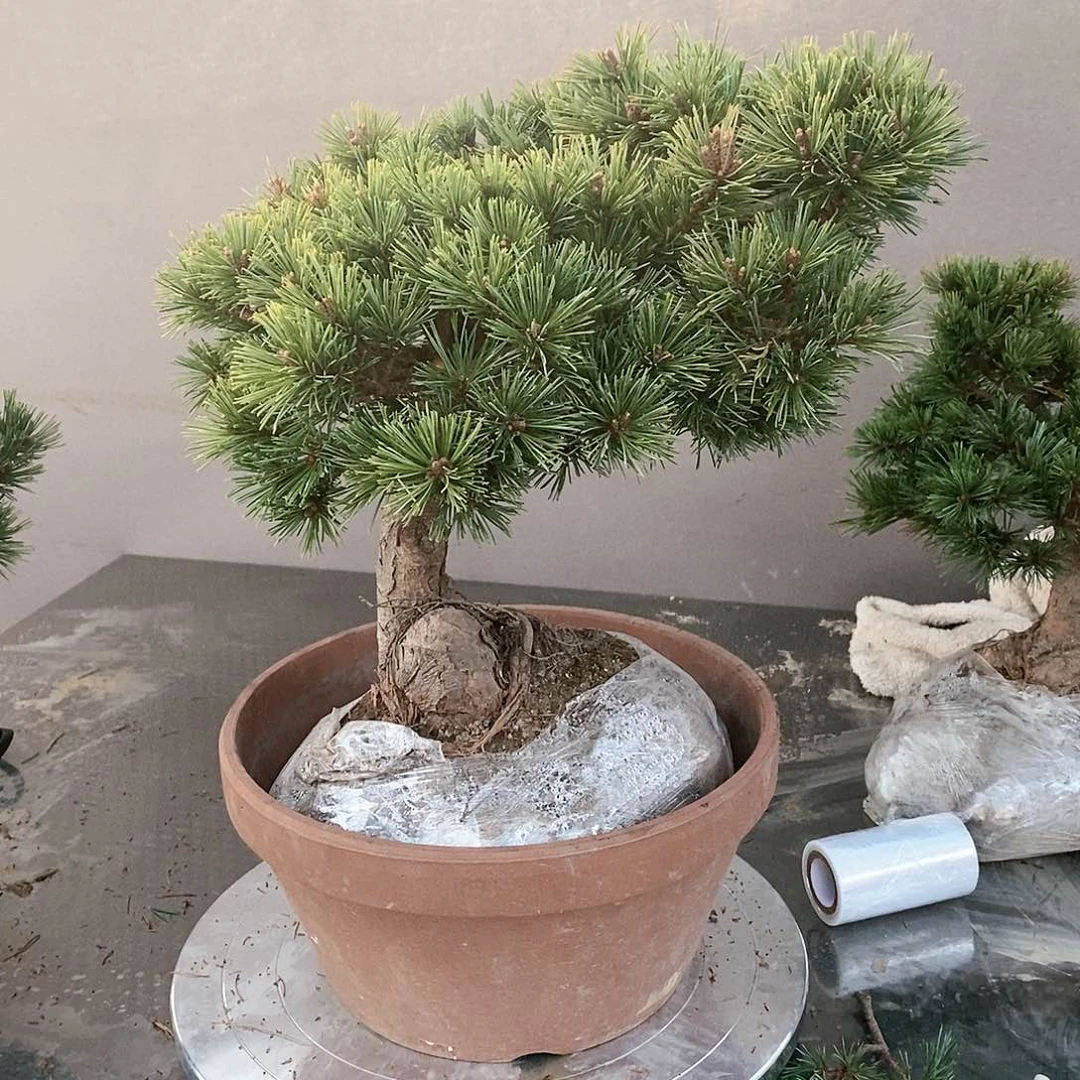 【闪购商品】无花朵