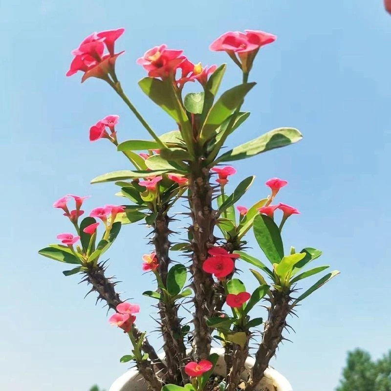 刺梅铁海棠盆栽绿植植物养易活花卉四季开花客厅室内好养阳台喜阳