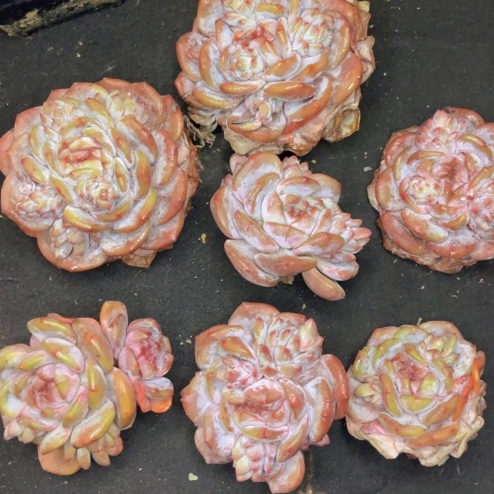 用****9友家多肉一物一拍