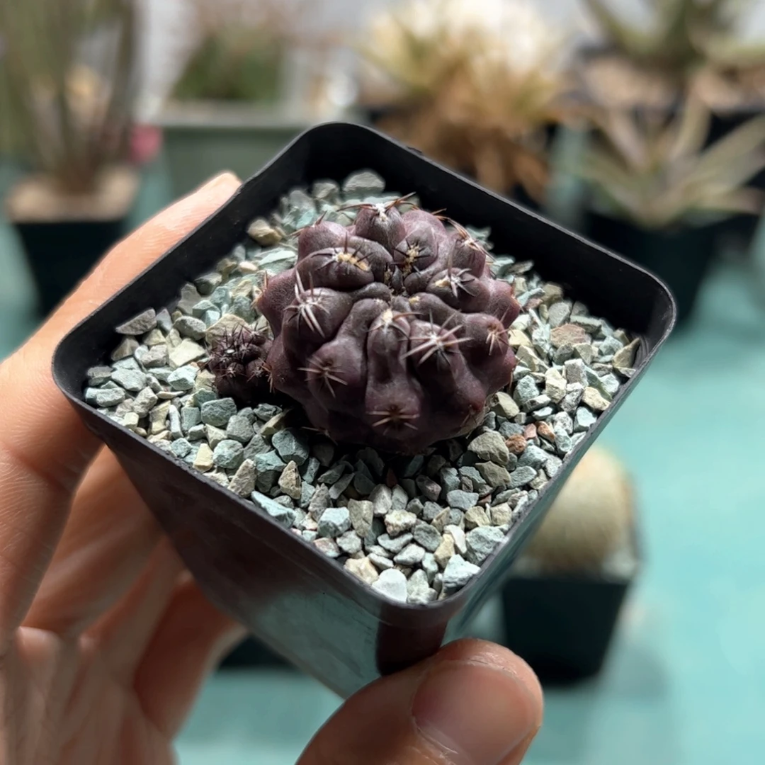 实生豹头杂交脱土发货