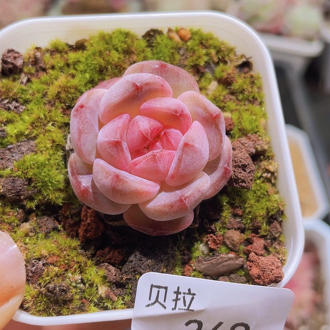 249 精品多肉一物一拍