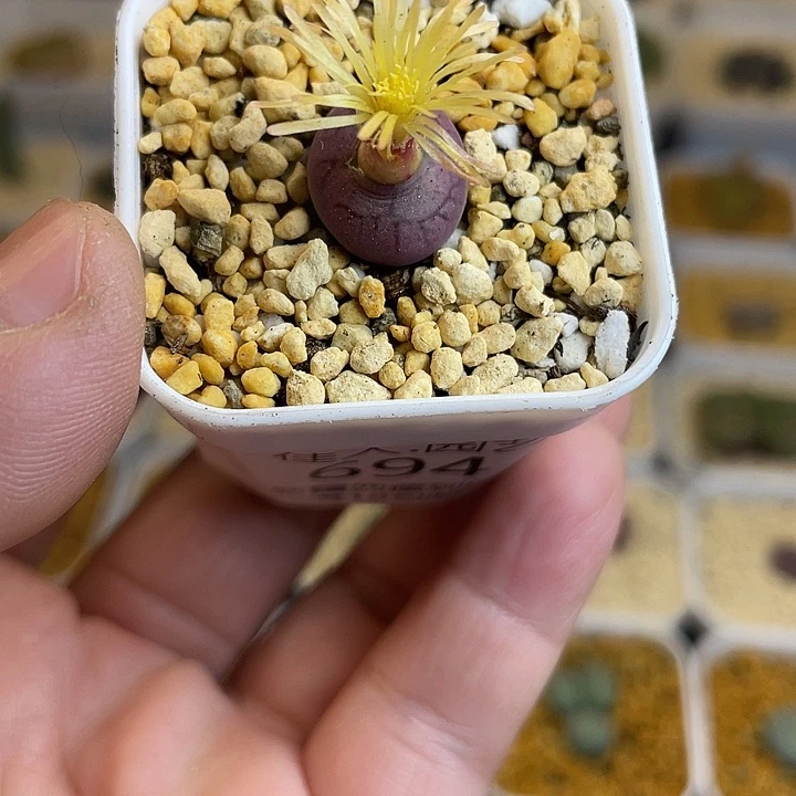 佳人园艺多肉生石花毛杂694