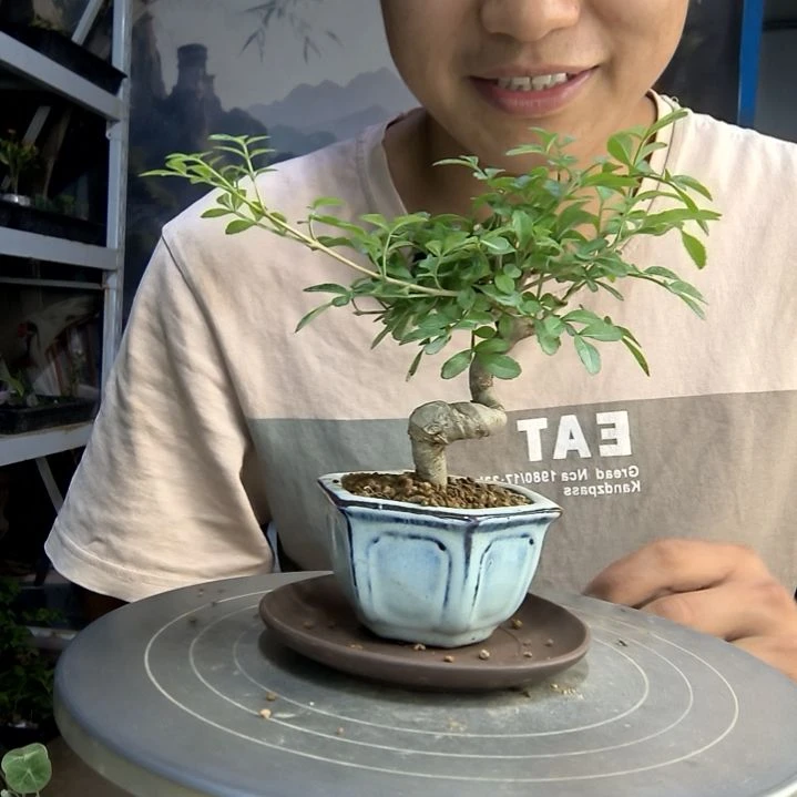 萤*中青园艺一物一拍174