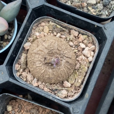 海***器迷你龟单3仙人球