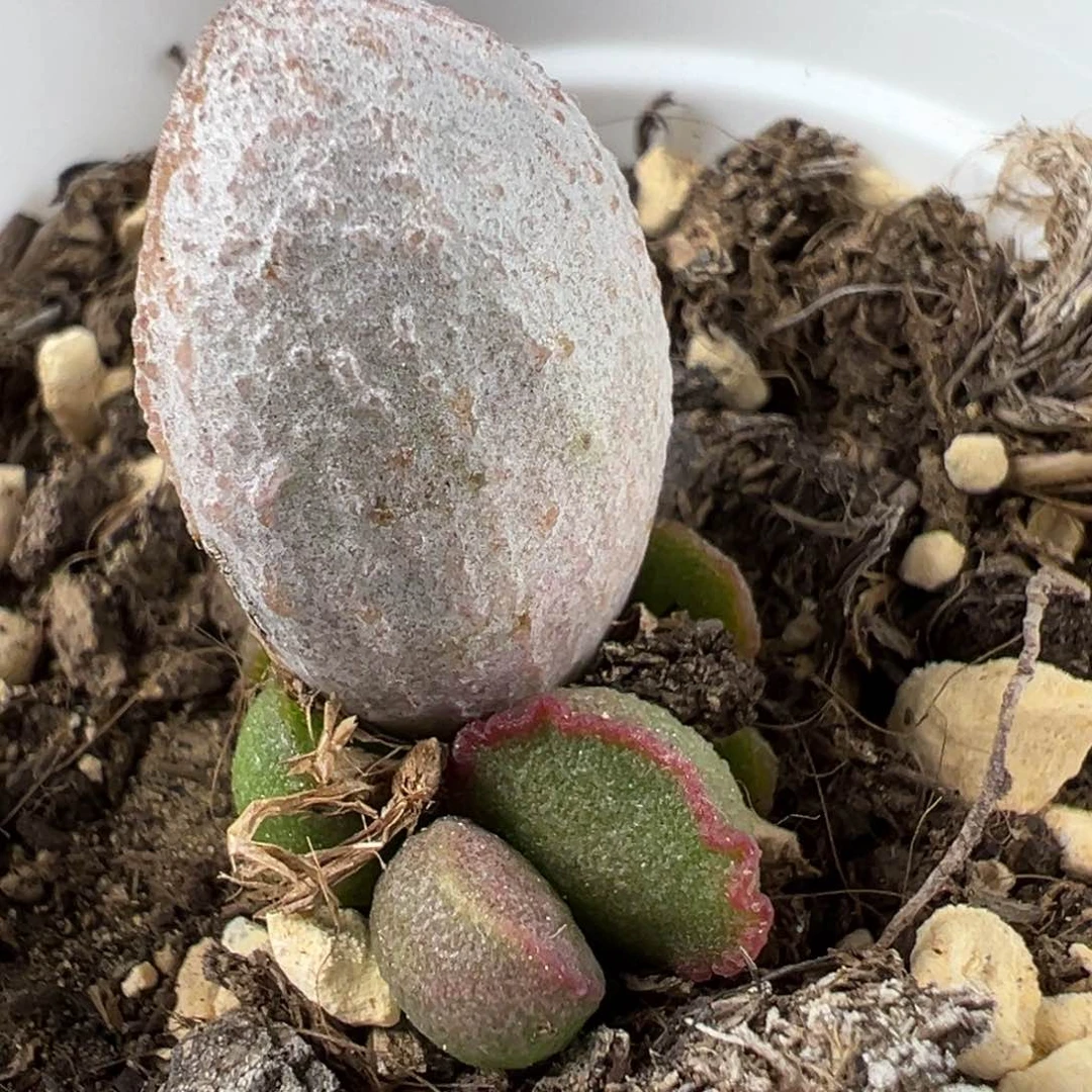 实生底叶苗纹路款多肉植物水泡