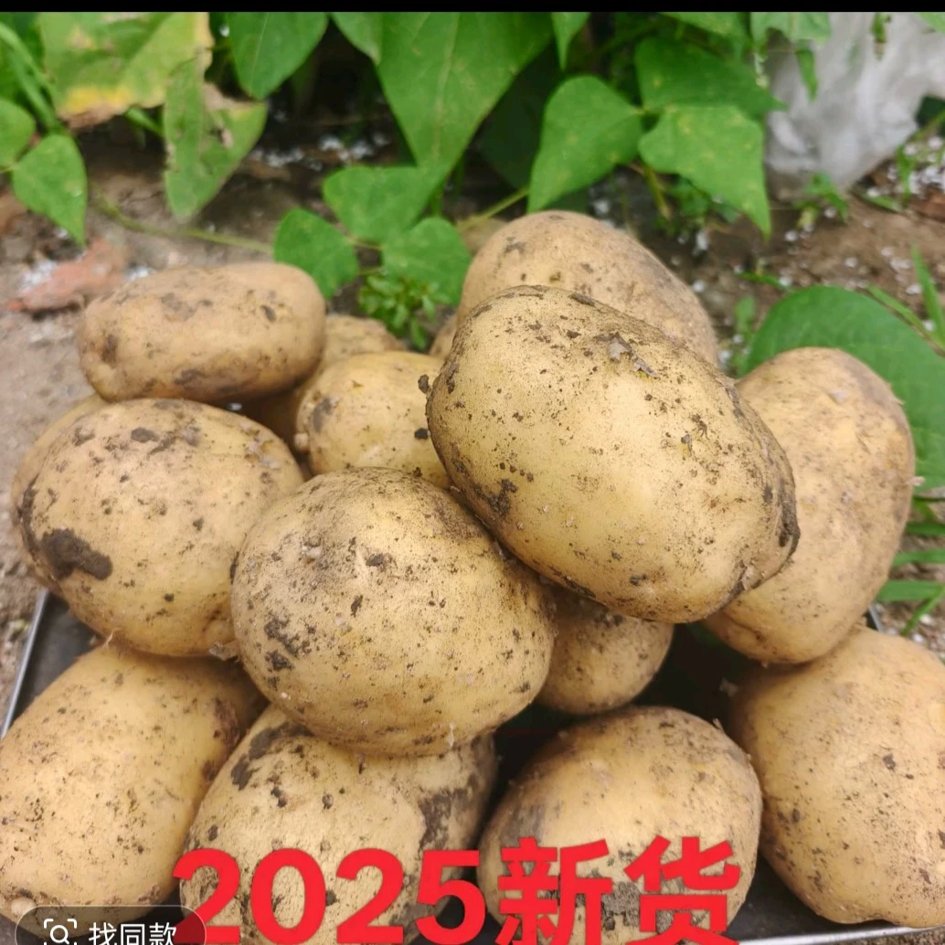 2025年东北农家新土豆