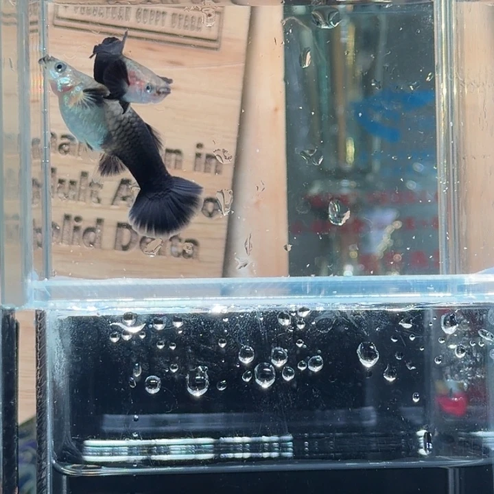 孔雀鱼蓝礼服小圆尾