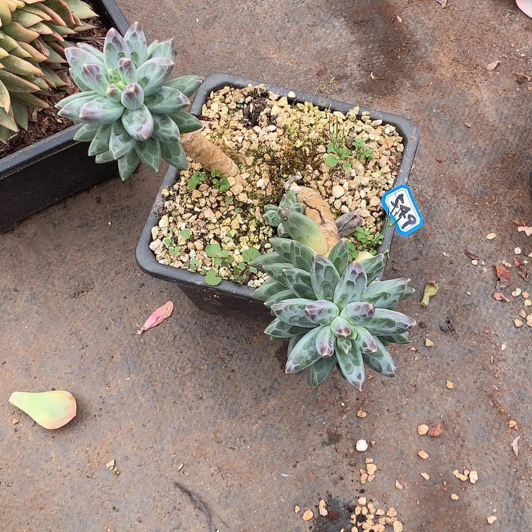 549凤雨一物一拍多肉