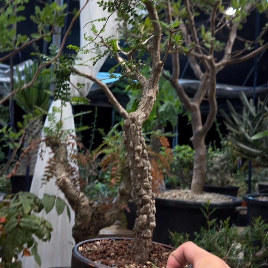 左***样544象足漆树实生带盆发货
