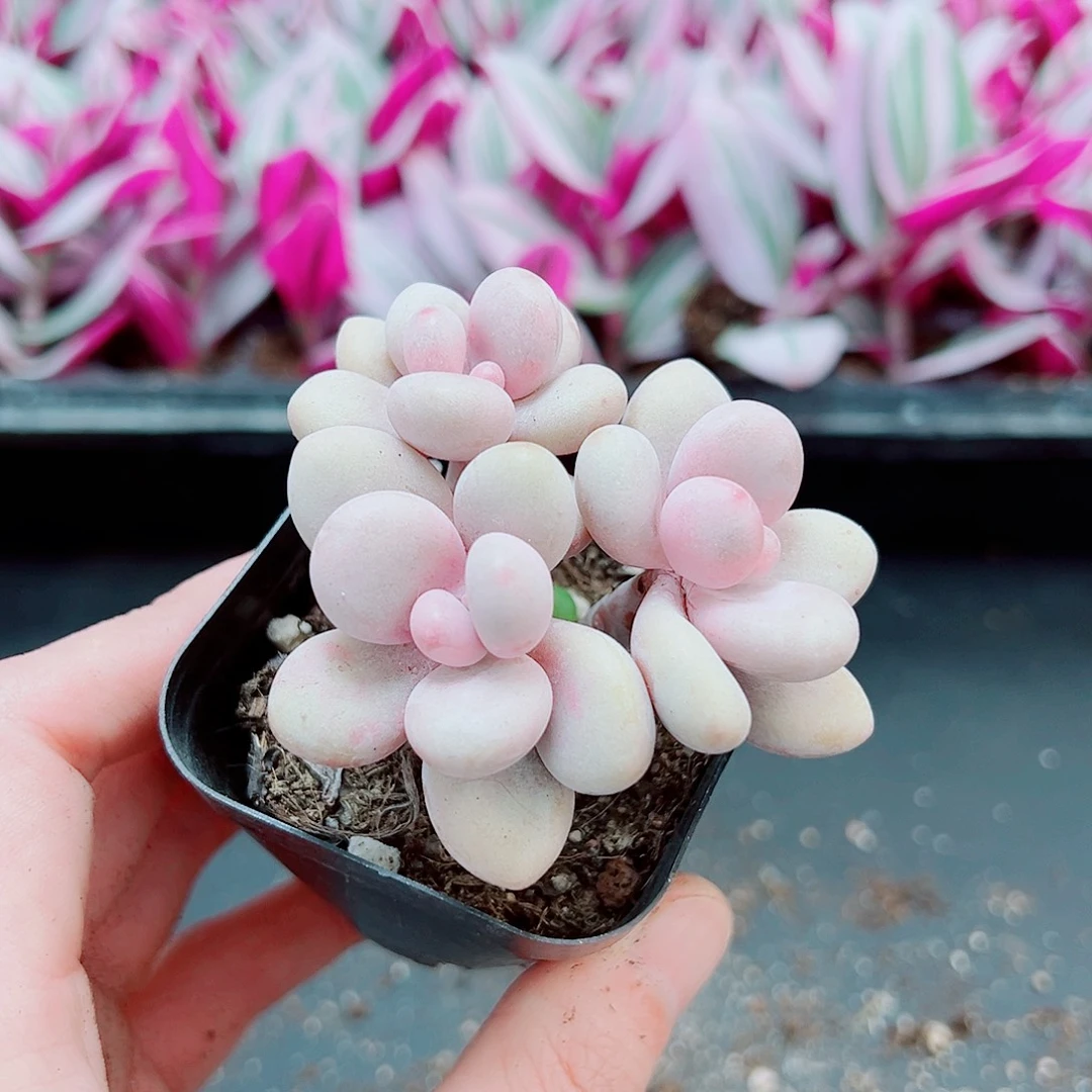 3头桃蛋11111111111