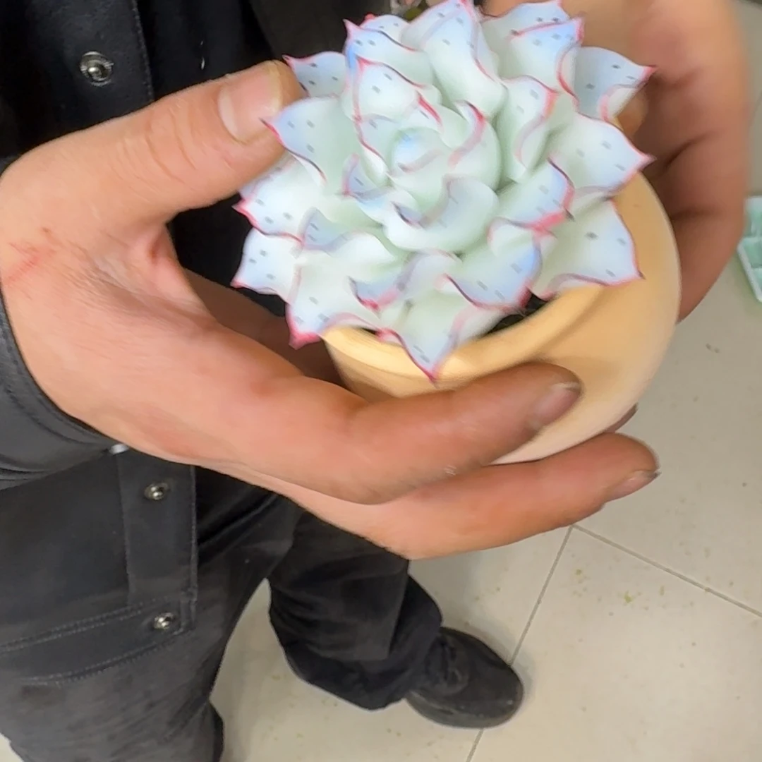 树脂596号带盆栽好发货