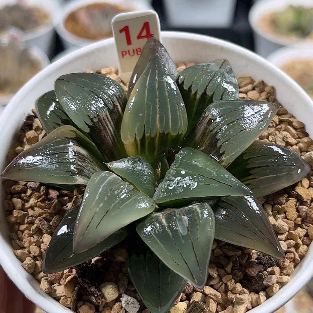 14红纹寿锦福利福利