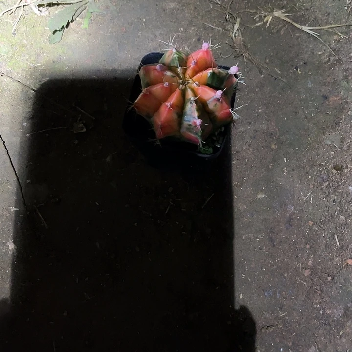 仙人球好好看好漂亮25