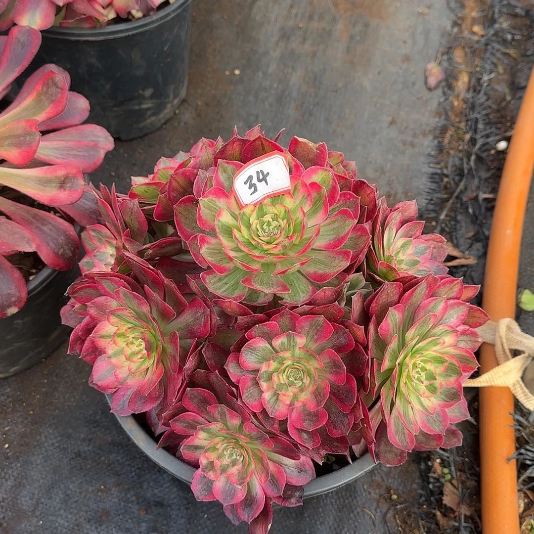 精品多肉植物0034