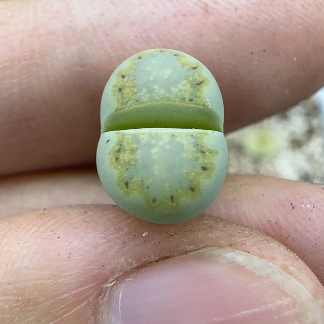 90二蜕绿饼干福利