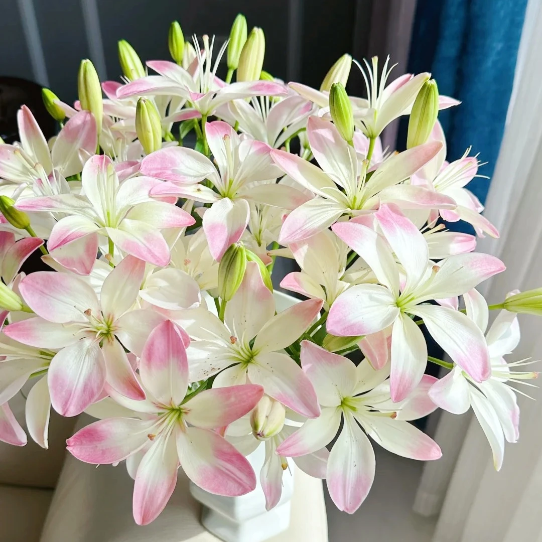 【花之物语】萌萌哒多头亚百合 包邮