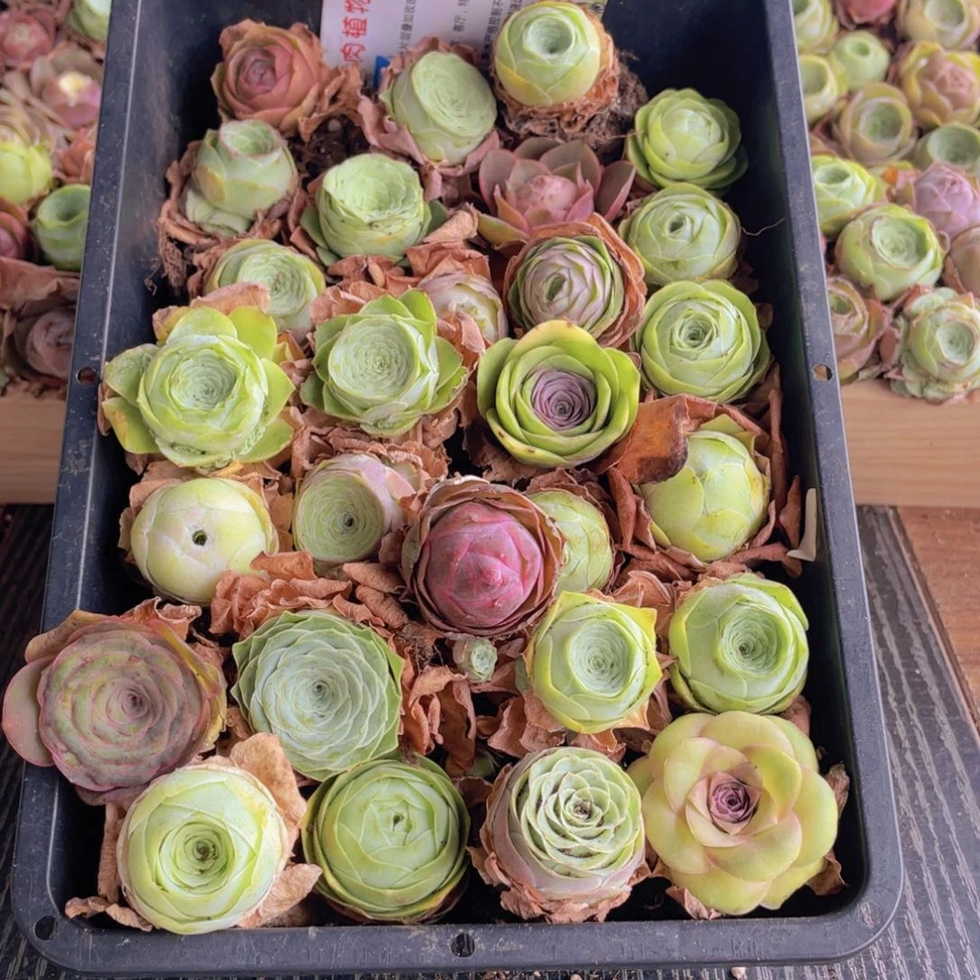 保底三十颗量拍88888