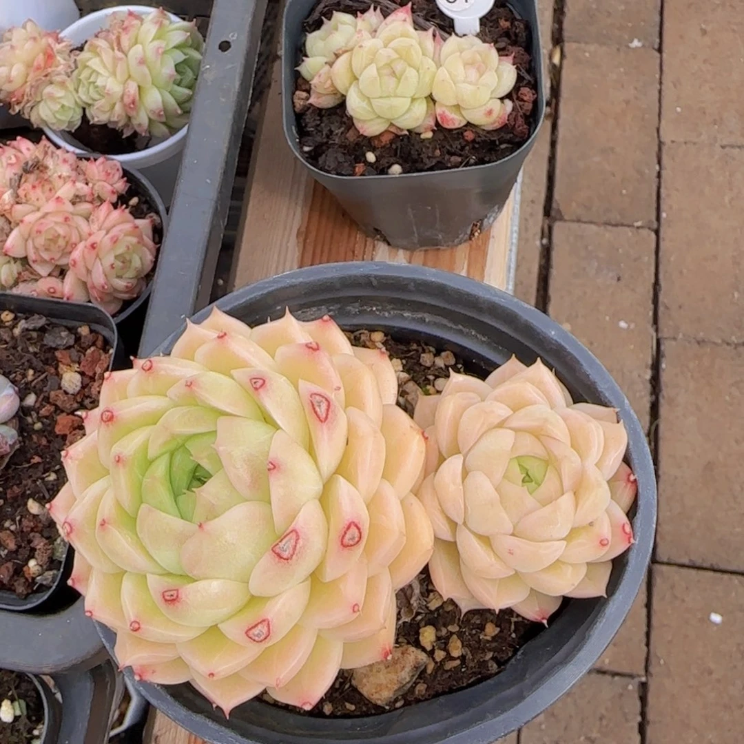 围*麦秆精控优选一颗