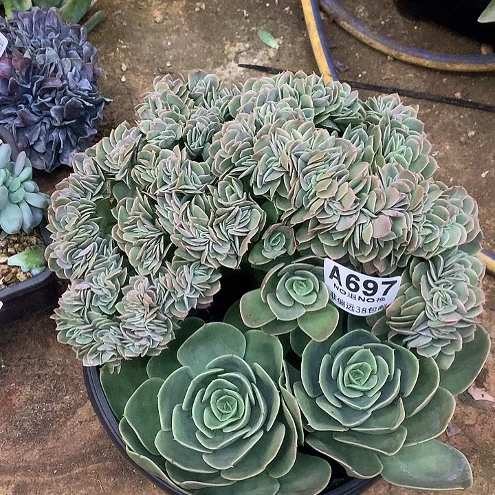 大***亮星娜塔缀化 全场8折 需要延迟发货