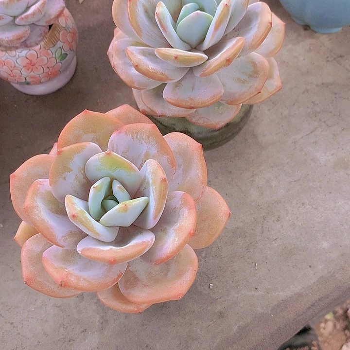 糯***文一物一拍，福利奶茶两颗老庄