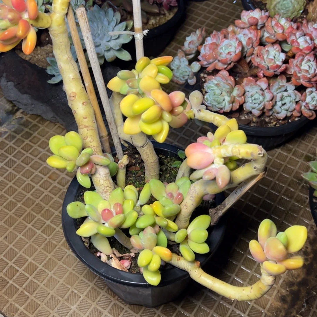 心***情芒果奶多肉植物45