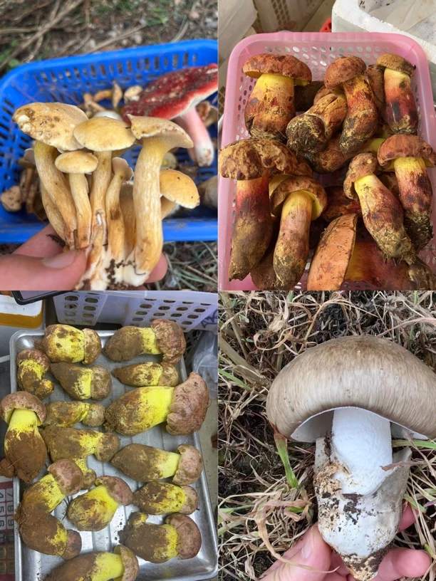 组合随机各种菌子搭配火锅套餐随机6-8种菌子冷链包邮