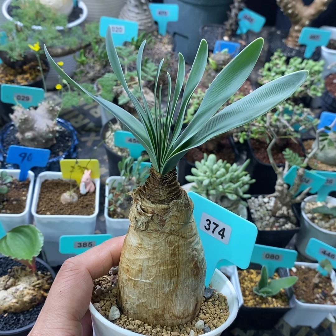 巨凤之卵多肉植物