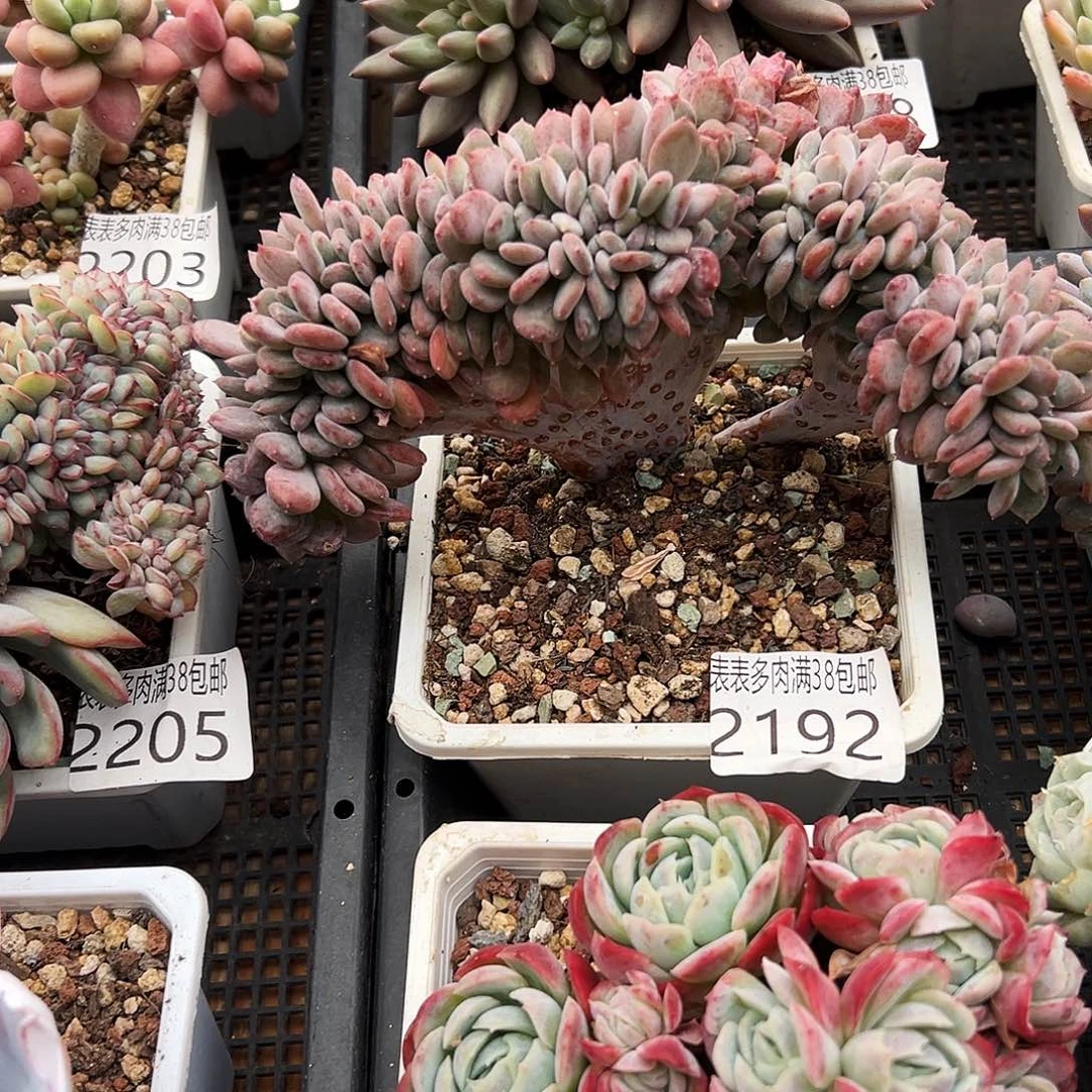 手棒花葡葡多肉一物一拍2192