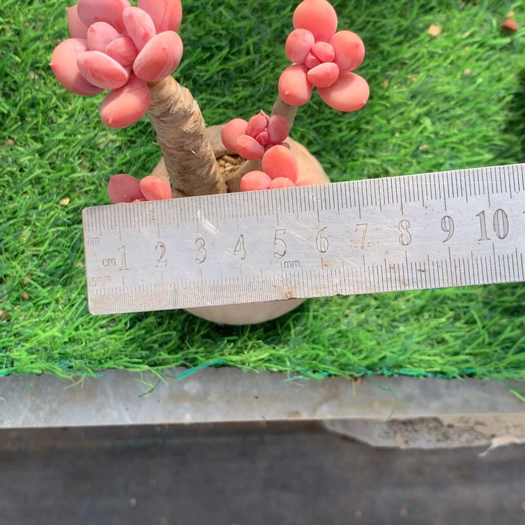 丸*?中巴车被撞上了啊哈哈