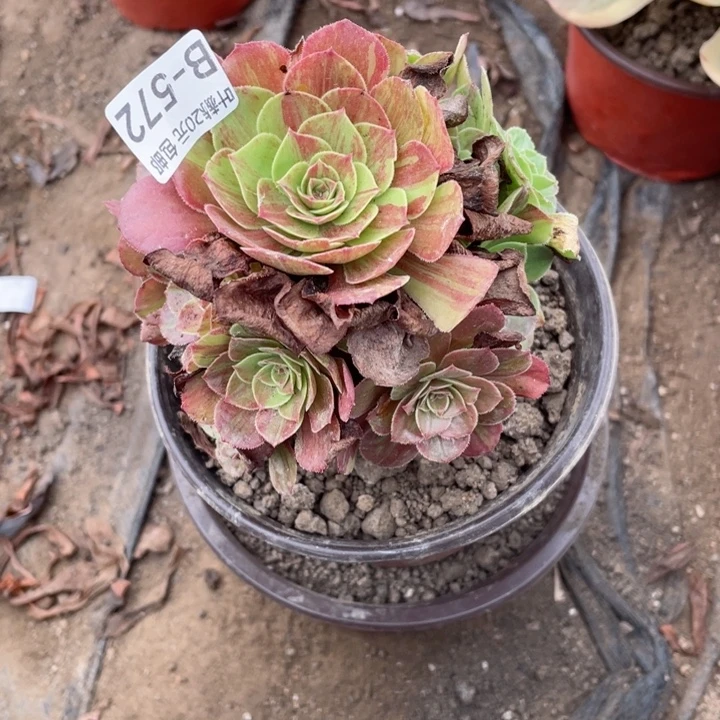 微***雨572花月多肉123456789