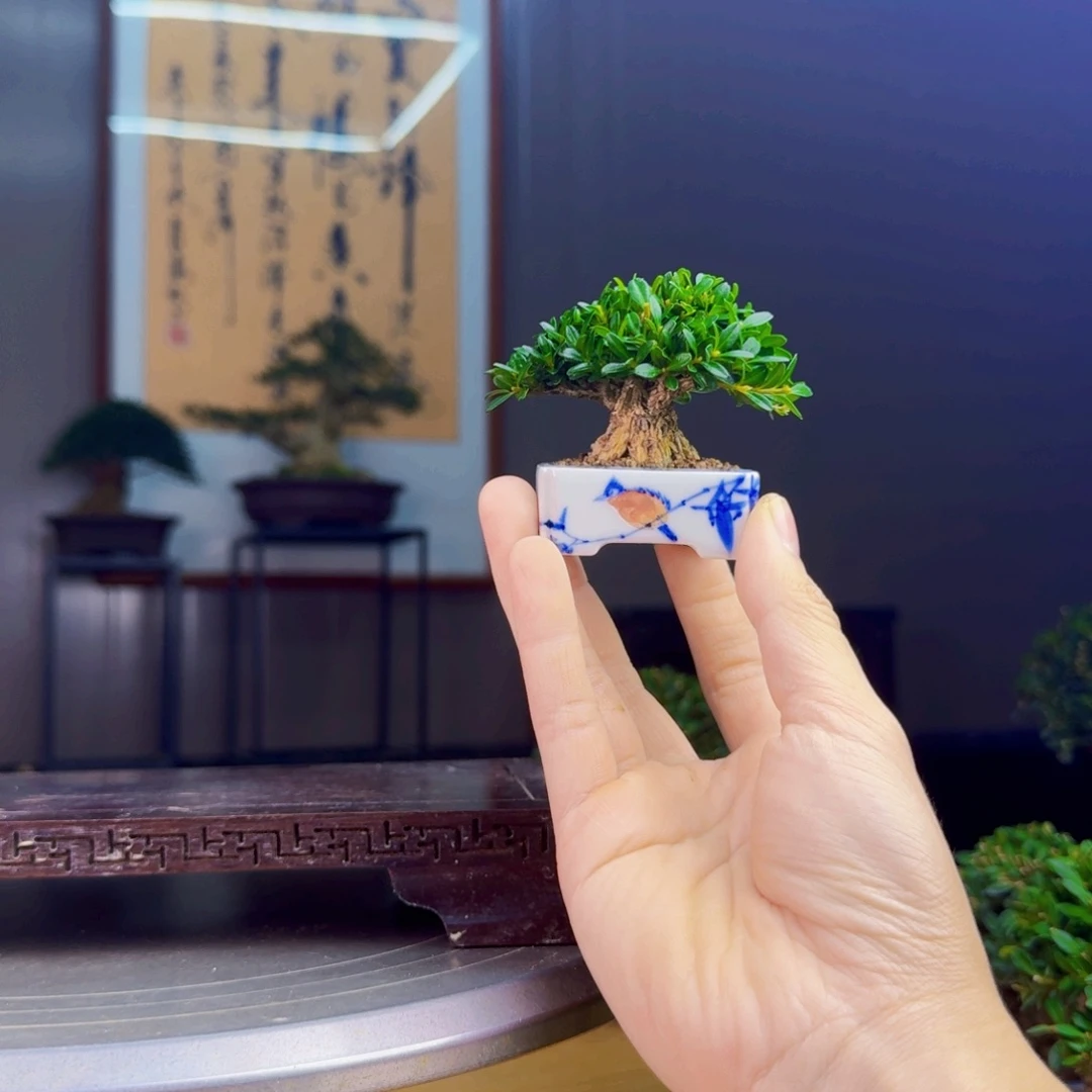 晓***w无花朵凤尾黄杨 黄杨盆景