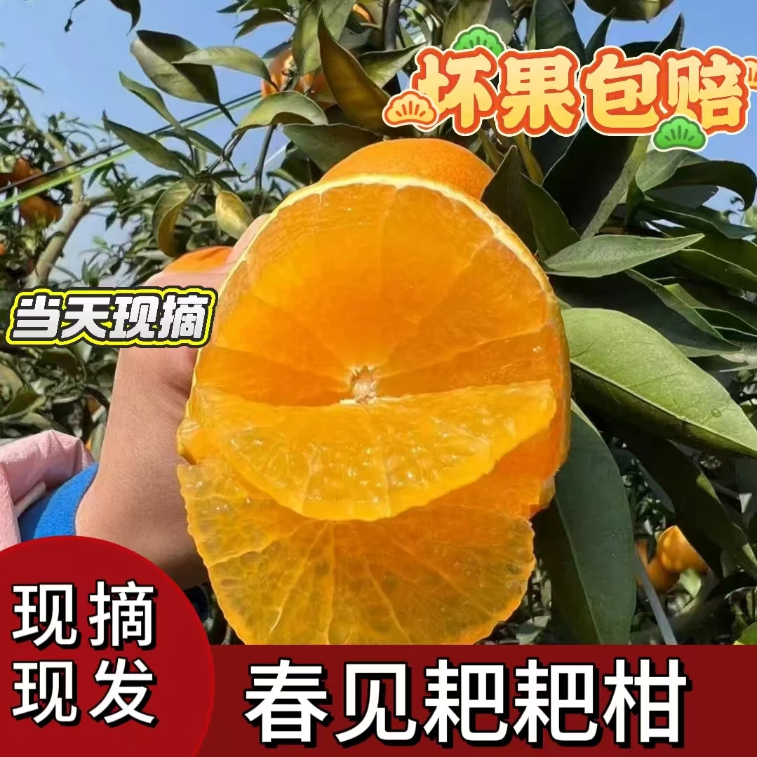 正宗四川春见耙耙柑新鲜水果橘子自然成熟产地直发