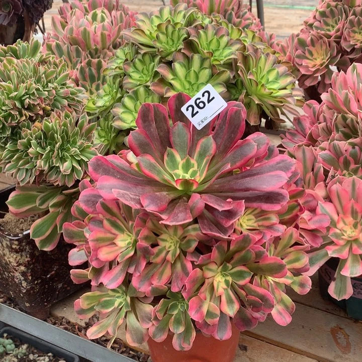 262美杜莎多肉法师有伤