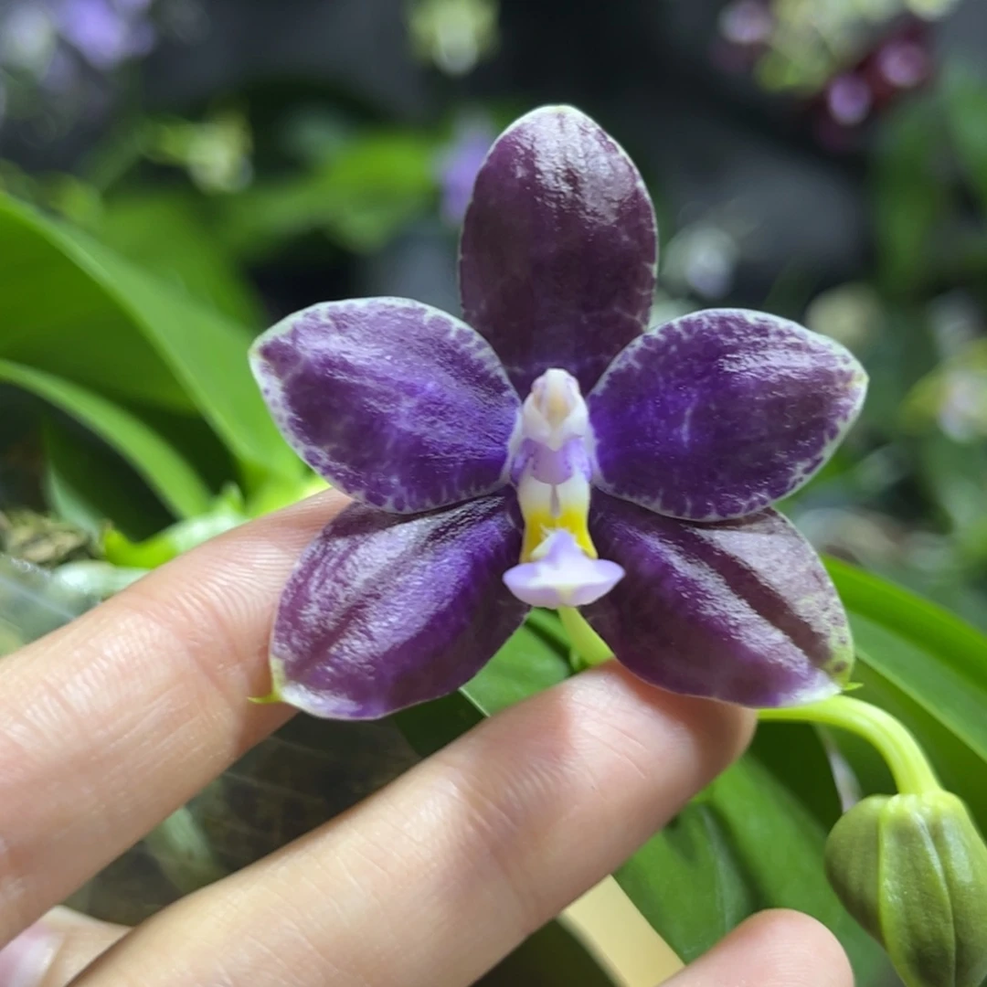 完全开放2.5寸两倍钻石交蓝喜鹊开花株