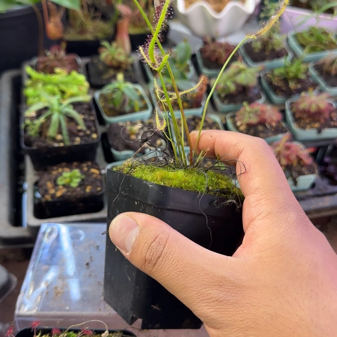 爱***包完全开放一物一拍茅膏菜
