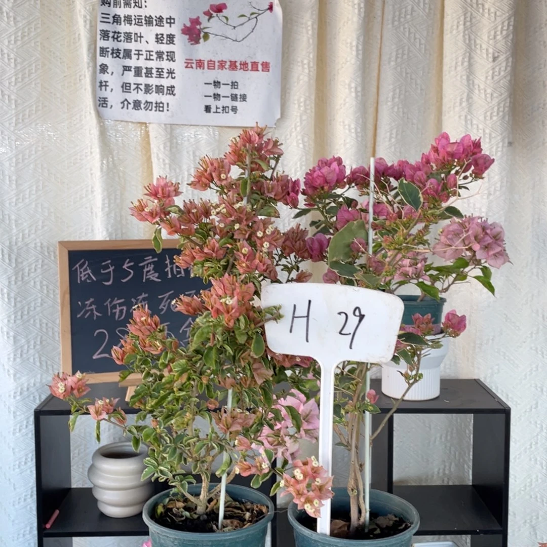 蓝***草全部花朵少女心*小斑叶丽人H29
