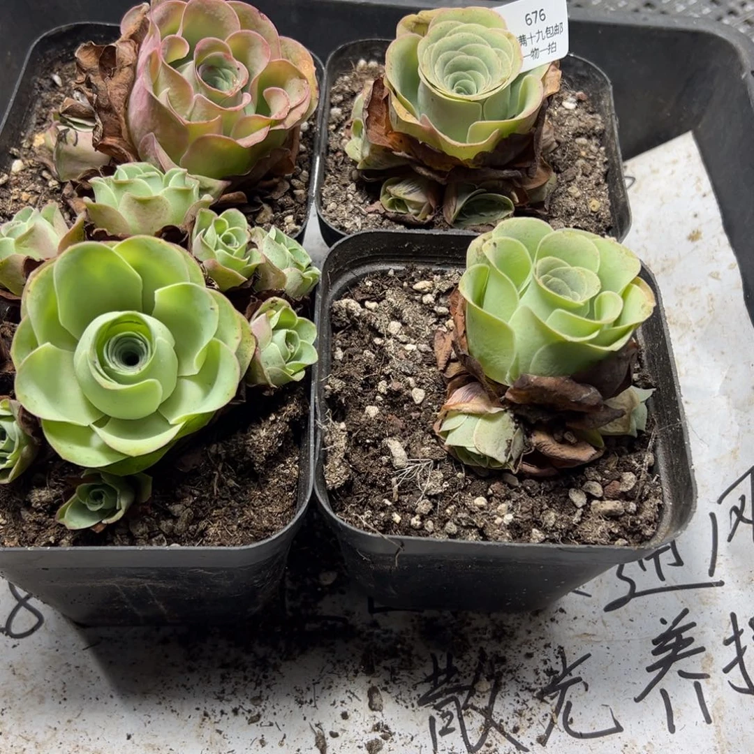 676 侧牙掉了不包损无售后