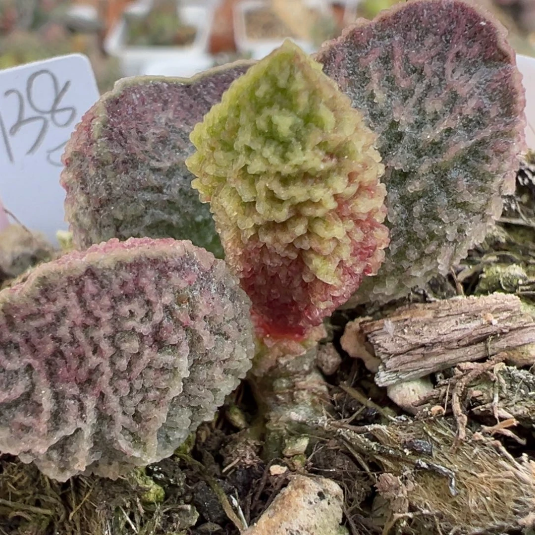 实生新品血斑脑纹多肉植物水泡多肉植物