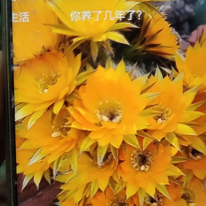 仙人球黑金刚秋意侧芽