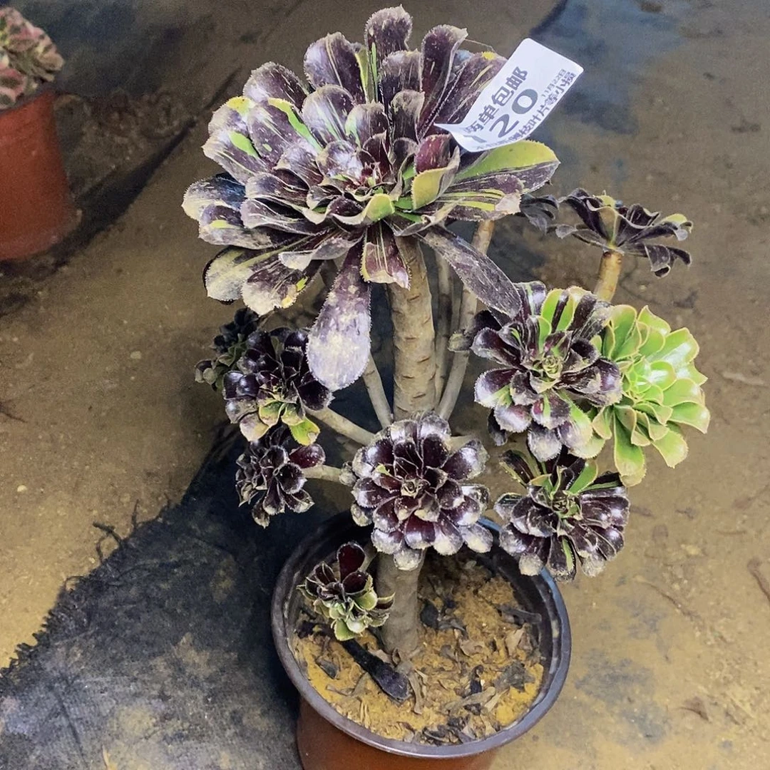 无花朵120水墨丹青多肉法师锦