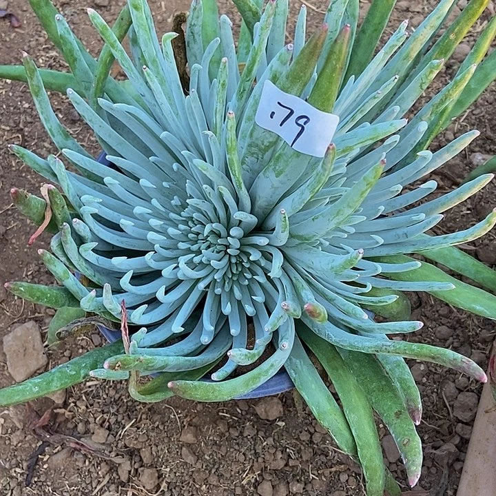 草****?爱杜丽丝179多肉不包断裸根