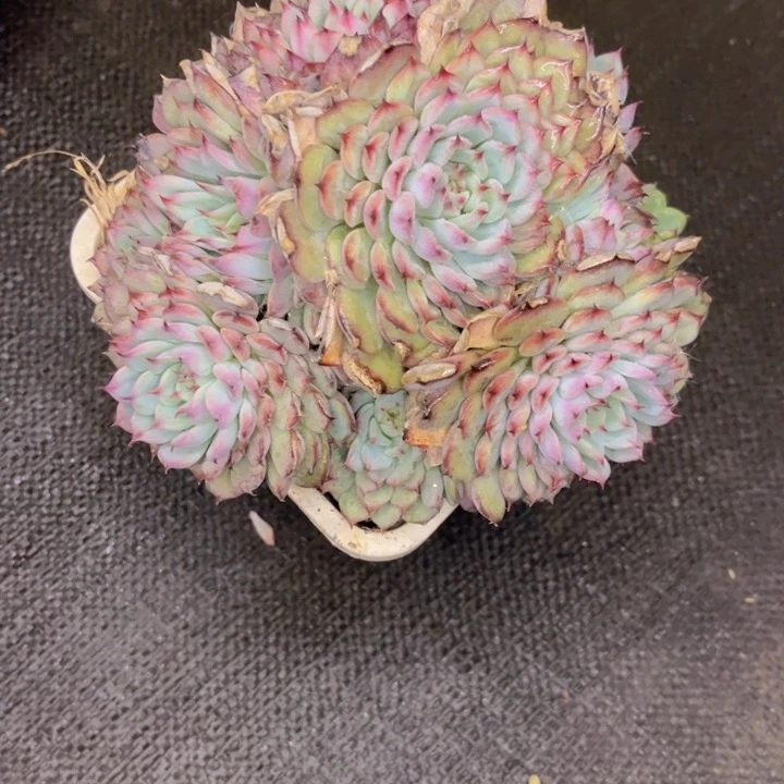 友家多肉一物一拍45