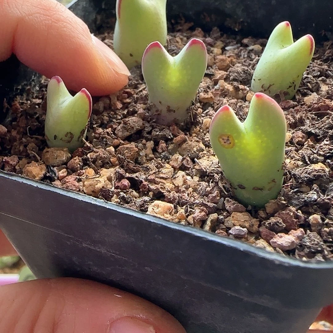 最****°28包邮脱土发货25652