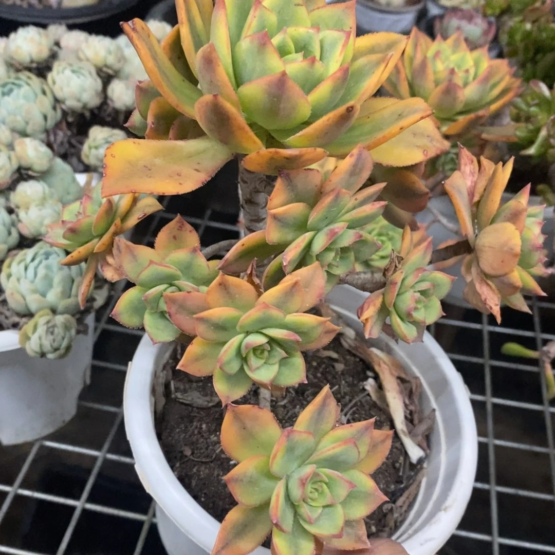 星爆整桩整群老桩