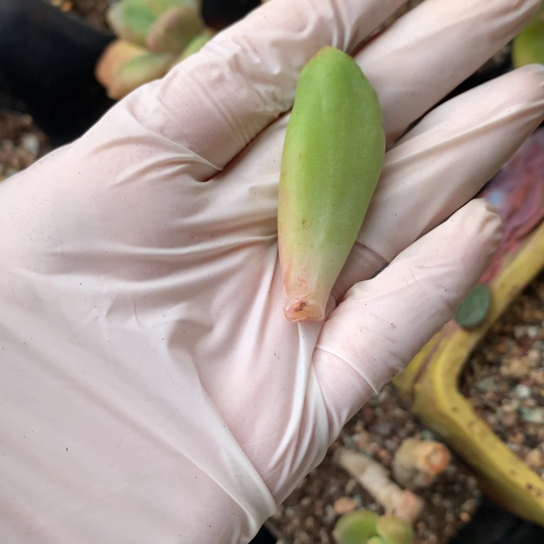 乌里维亚奶酪多肉叶片