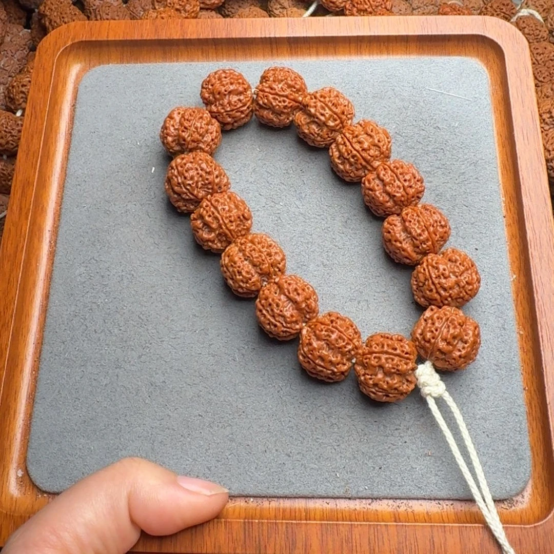 菩提菩提5号尼泊尔大金刚21古龙梅花