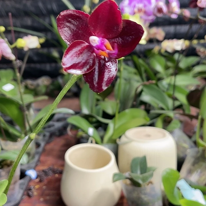 当前无花栽培后可以开花国王